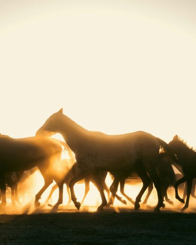 cemrecan-yurtman-yIJfL-jrkcM-unsplash